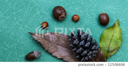 橡子敷料 12506606