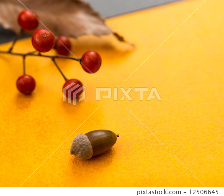 Acorn Ryuga nut fruit real background 12506645