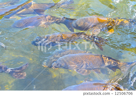 Koi swimming (Tomoe river (Uzumagawa) / Tochigi-shi, Tochigi prefecture) 12506706