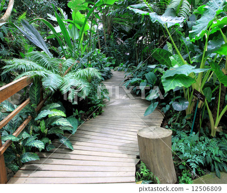 Wooden path Wooden path 12506809