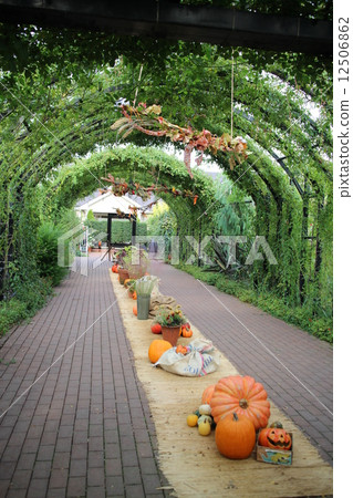 Halloween Arch 12506862