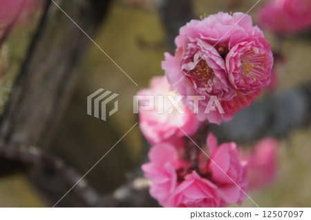 Yae cold red plum 12507097