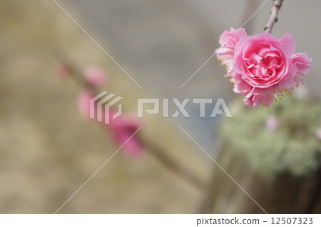 八重寒紅梅 八重寒紅梅 12507323