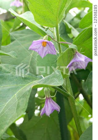 Unusual White Length Eggplant Flower: A taste Unusual White Length Eggplant Flower: A taste 12508285