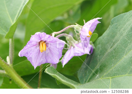 Flower flower of an unusual white length eggplant: taste it 12508286