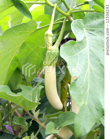 Rare white length eggplant: taste shabu 12508291