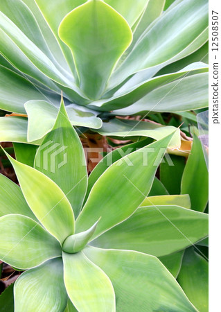 龍舌蘭 龍舌蘭 12508507