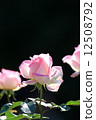 Pink rose 12508792