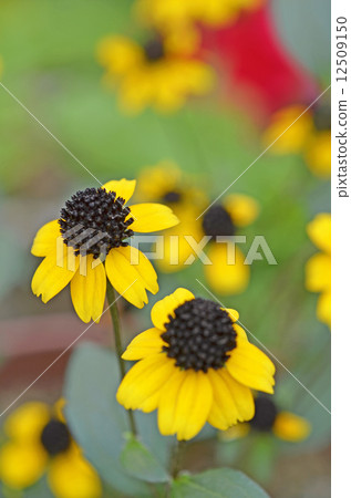 Rudbekia · Takao Rudbekia · Takao 12509150