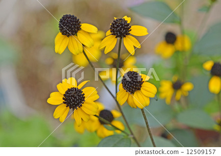 Rudbekia·Takao 12509157
