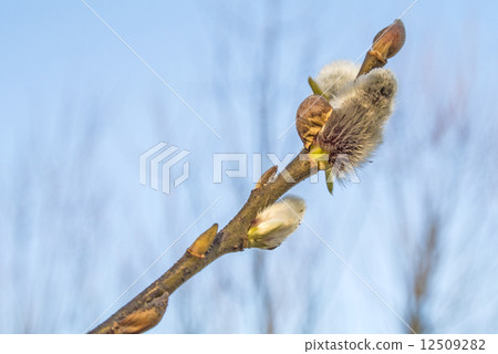 Willow blossom Willow blossom 12509282