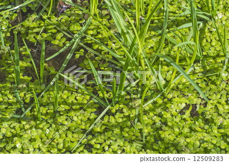 Common duckweed, Lemna minor Common duckweed, Lemna minor 12509283