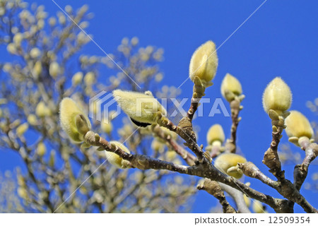 Magnolia buds before blooming Magnolia buds before blooming 12509354