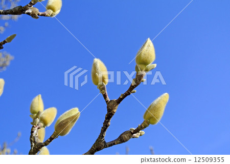 Magnolia buds before blooming Magnolia buds before blooming 12509355
