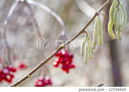 Hazelnut blossom with snowball berries Hazelnut blossom with snowball berries 12509404