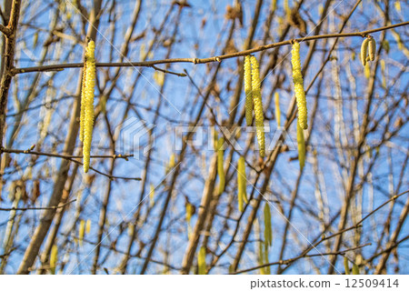 Hazelnut blossom 12509414