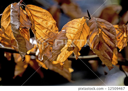 autumnal painted leaves in back light 12509467