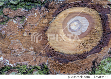 Tree with bark and saw tracks 12509482