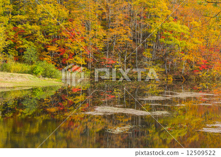 Quiet lakeside autumn leaves 1 12509522