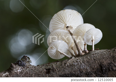 Porcelain fungus (Oudemansiella mucida) 12510005