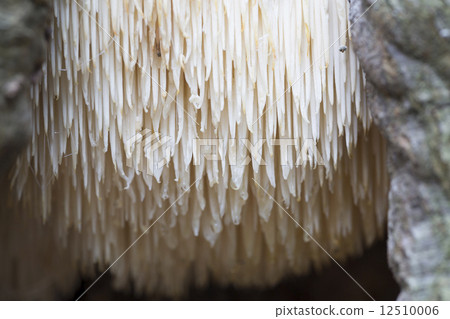 Rare Lion's Mane Mushroom (Hericium erinaceus) Rare Lion's Mane Mushroom (Hericium erinaceus) 12510006