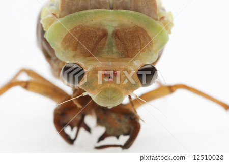 蟬的出現 蟬的出現 12510028