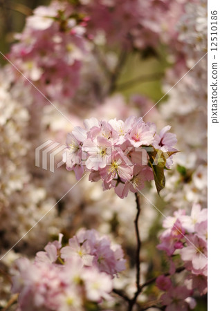 full bloom full bloom 12510186