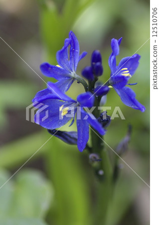 Sunflower field 12510706