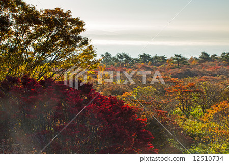 Yawata's azalea autumn leaves 12510734