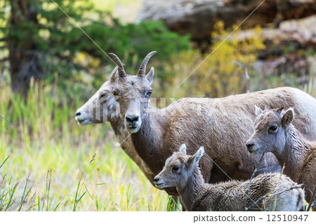 Goat 12510947