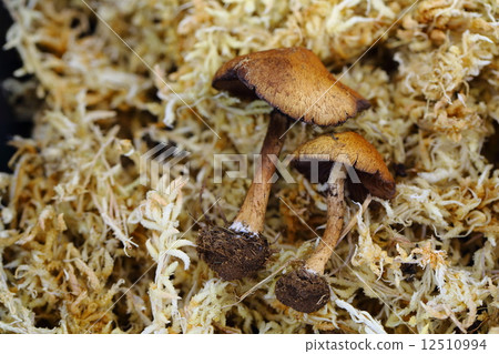 Muzinataque 12510994