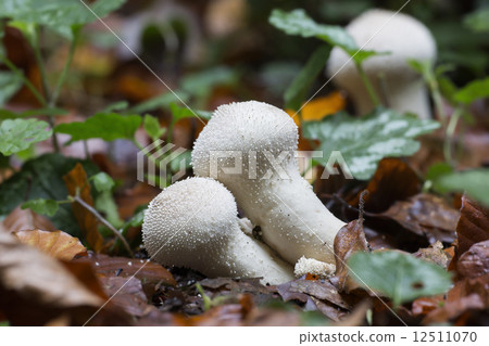 Common Puffballs (Lycoperdon Perlatum) on a forest floor during Common Puffballs (Lycoperdon Perlatum) on a forest floor during 12511070