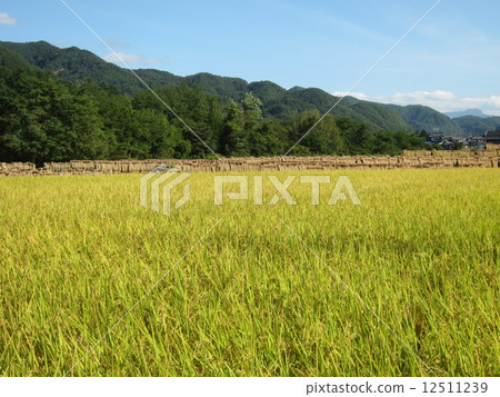 秋天稻田風景 12511239