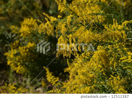 Seiitokawadassi 12511387