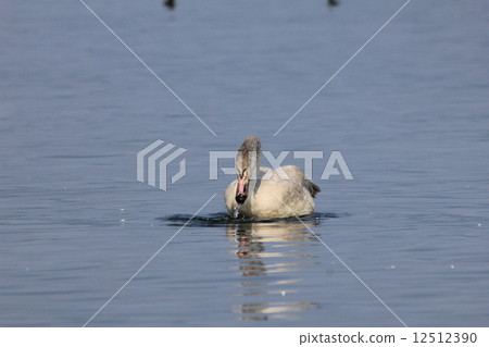 The moment when the swan drank water and gave a face 12512390