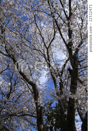 Blue sky background cherry tree Blue sky background cherry tree 12512471