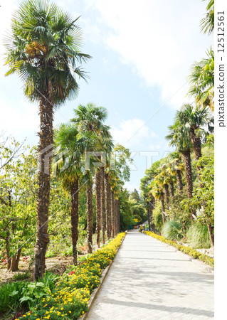 palm alley in Nikitsky Botanical Garden palm alley in Nikitsky Botanical Garden 12512561