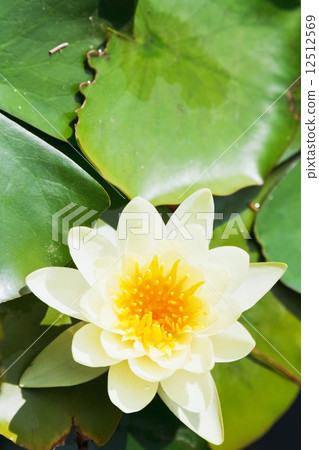white water lily bloom white water lily bloom 12512569