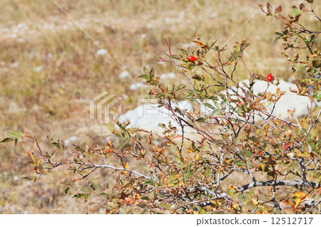 brier bush on mountain plateau Ai-Petri in Crimea brier bush on mountain plateau Ai-Petri in Crimea 12512717
