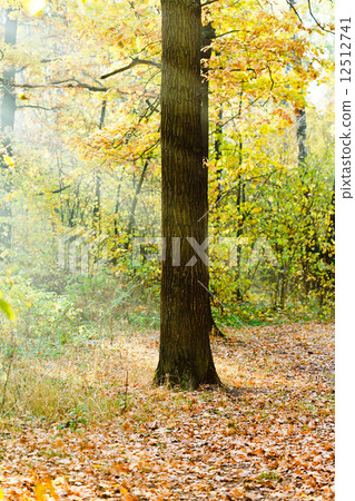 sun rays lit oak in autumn forest 12512741
