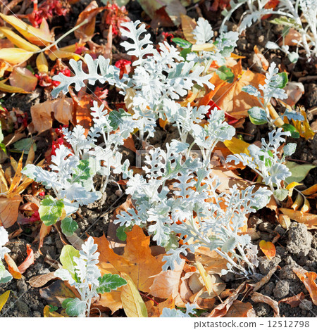 Jacobaea maritima SilverDust and leaf litter 12512798