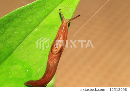 Slug Slug 12512998