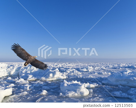 Ice chipping and white-tailed eagle 12513503