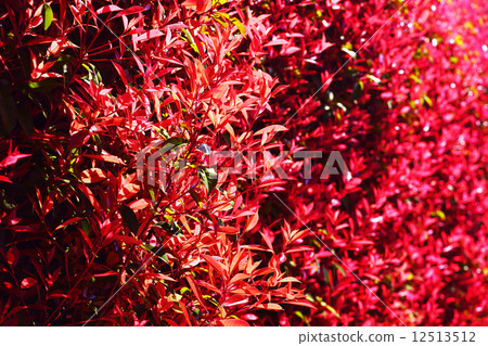 Young leaves of kannaimotchi Young leaves of kannaimotchi 12513512