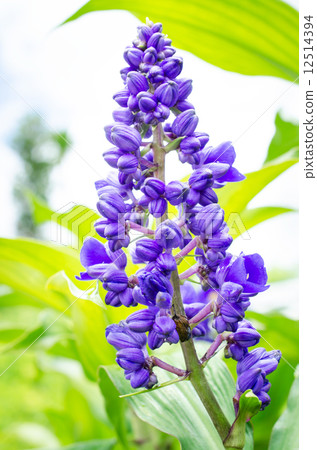 purple  flowers in the field 12514394