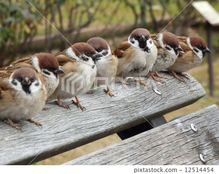 Sparrows who stop on the bench and wait for the sun in the cold winter morning. 12514454