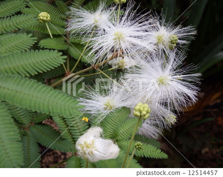 A pink stone is a long and beautiful wooden tree. 12514457