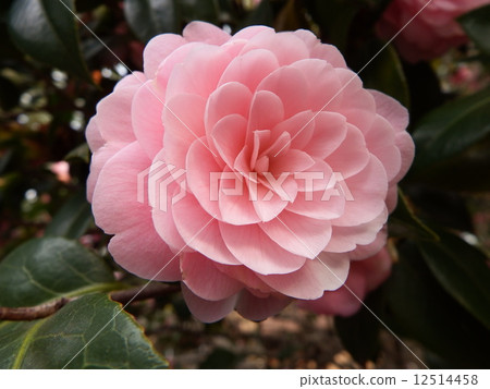 A flower of a camellia with double flowers like a sophisticated craft. A flower of a camellia with double flowers like a sophisticated craft. 12514458