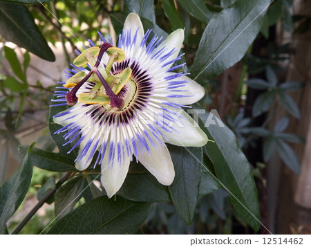 有這樣神秘的花朵。激情看到了驚訝。 有這樣神秘的花朵。激情看到了驚訝。 12514462
