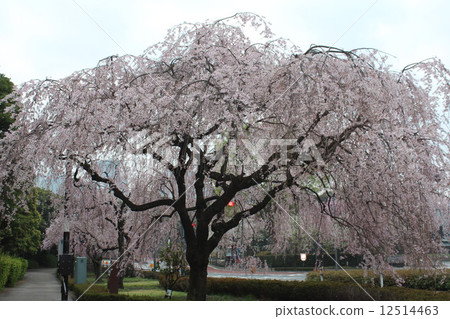 在櫻花中，垂枝櫻花很特別。特別是黃昏的櫻花有著迷人的魅力。 12514463